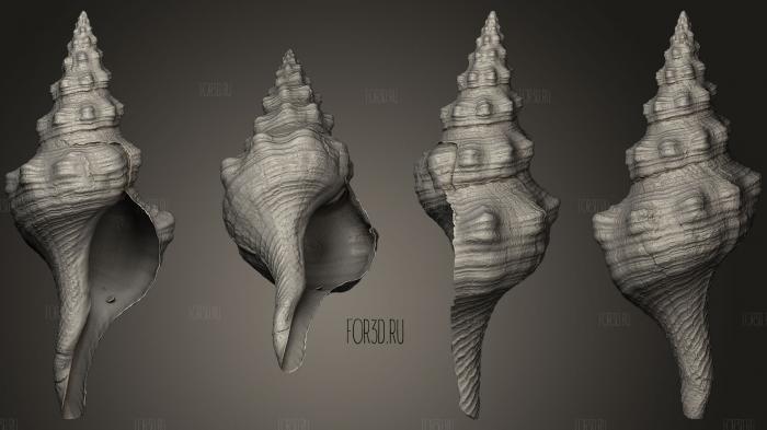 Horse Conch stl model for CNC